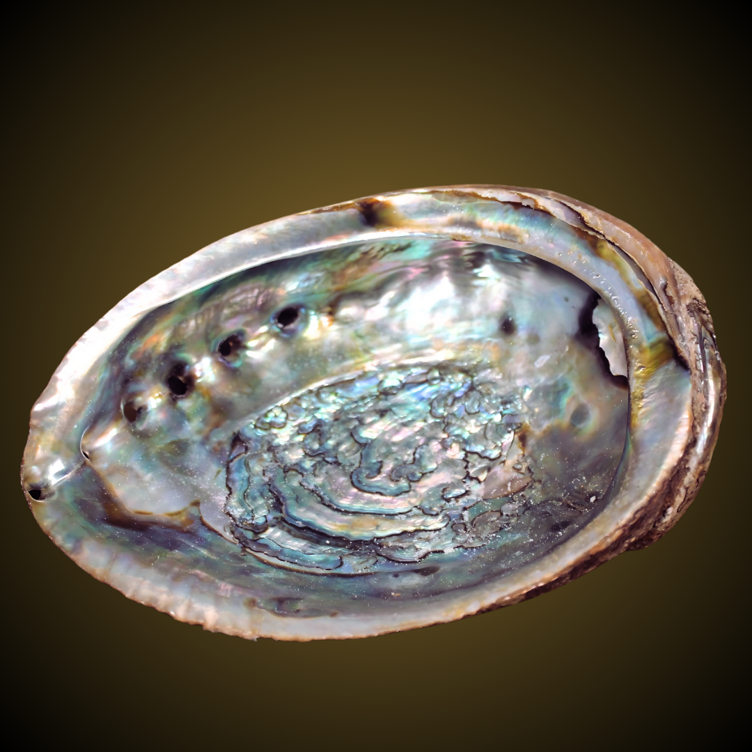 ABALONE SHELL SMUDGE HOLDER